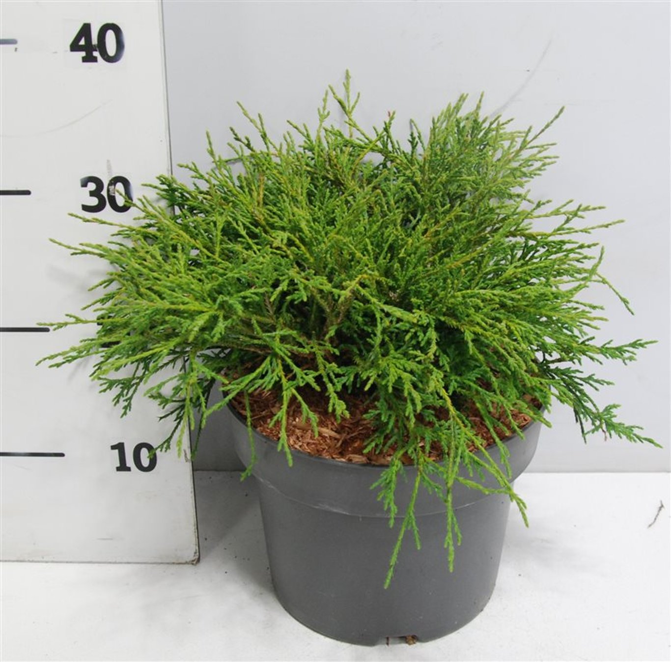 Ädelcypress – Chamaecyparis pisifera 'Filifera Nana' - C5 30-40 cm.